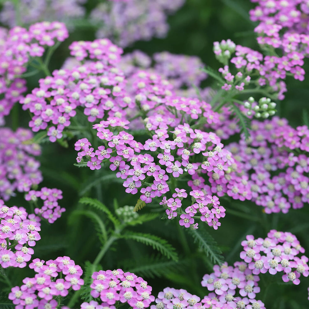 Your Ideal Achillea Collection  9cm Pots x 3  - Multi