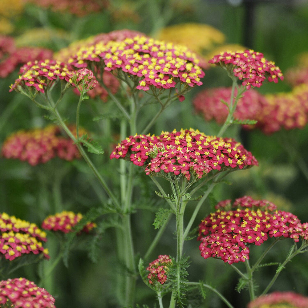 Your Ideal Achillea Collection  9cm Pots x 3  - Multi