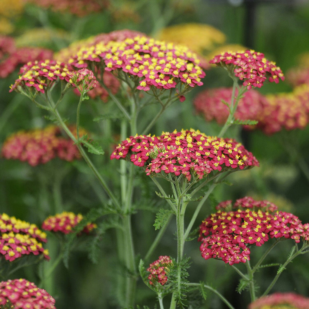Your Ideal Achillea Collection  9cm Pots x 3  - Multi