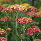 Your Ideal Achillea Collection  9cm Pots x 3  - Multi