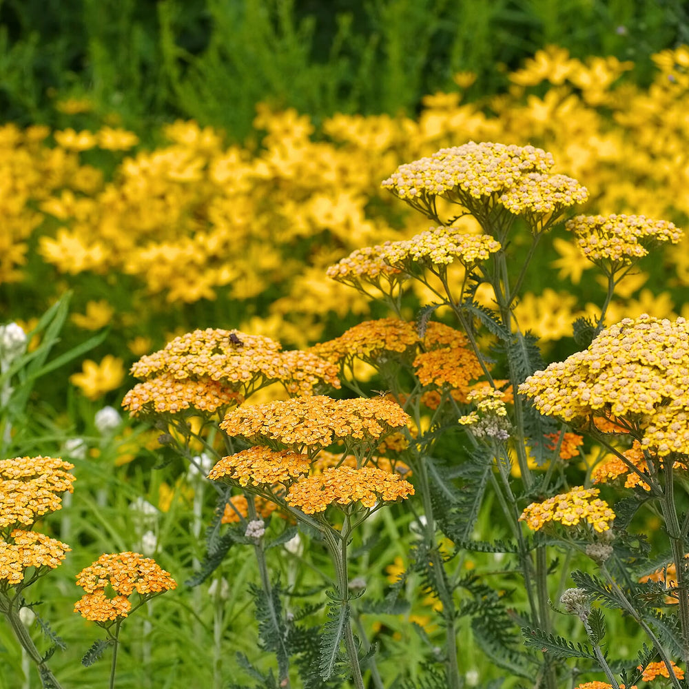 Your Ideal Achillea Collection  9cm Pots x 3  - Multi