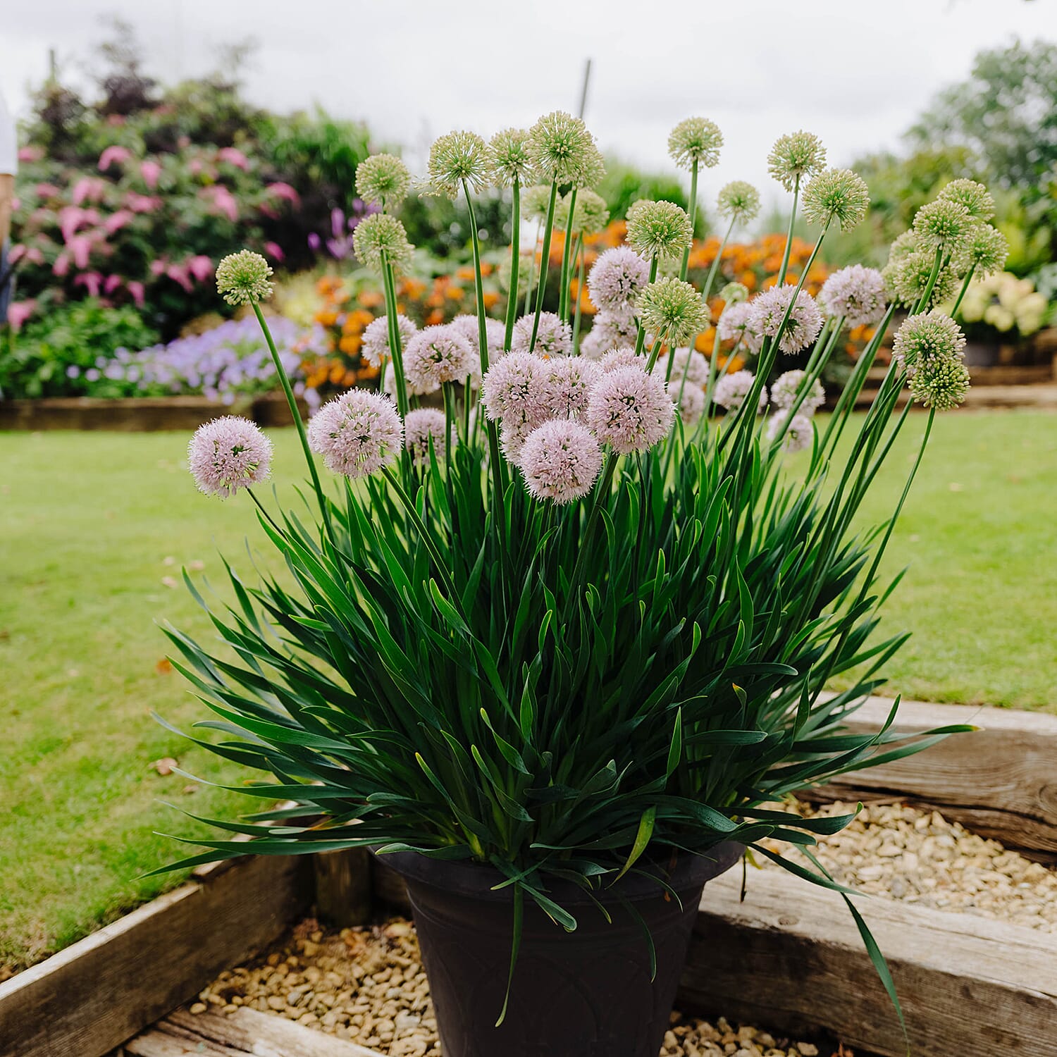 IW Live Plants (Size 1x9 ) - Lilac