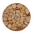 Limited Available - Natural Ammonite Fossil Shell Home Decor 4300ct
