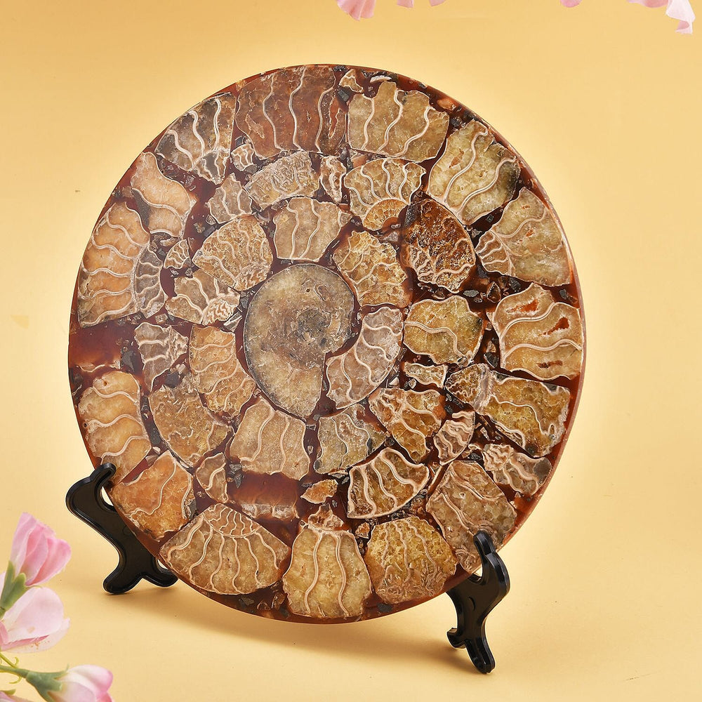 Limited Available - Natural Ammonite Fossil Shell Home Decor 4300ct