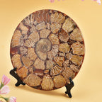 Limited Available - Natural Ammonite Fossil Shell Home Decor 4300ct