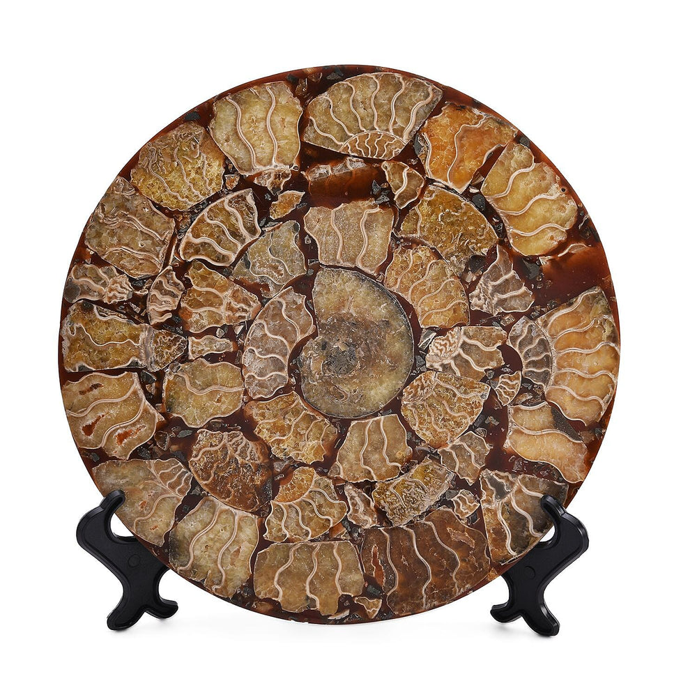 Limited Available - Natural Ammonite Fossil Shell Home Decor 4300ct