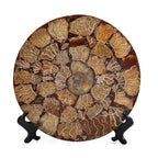 Limited Available - Natural Ammonite Fossil Shell Home Decor 4300ct