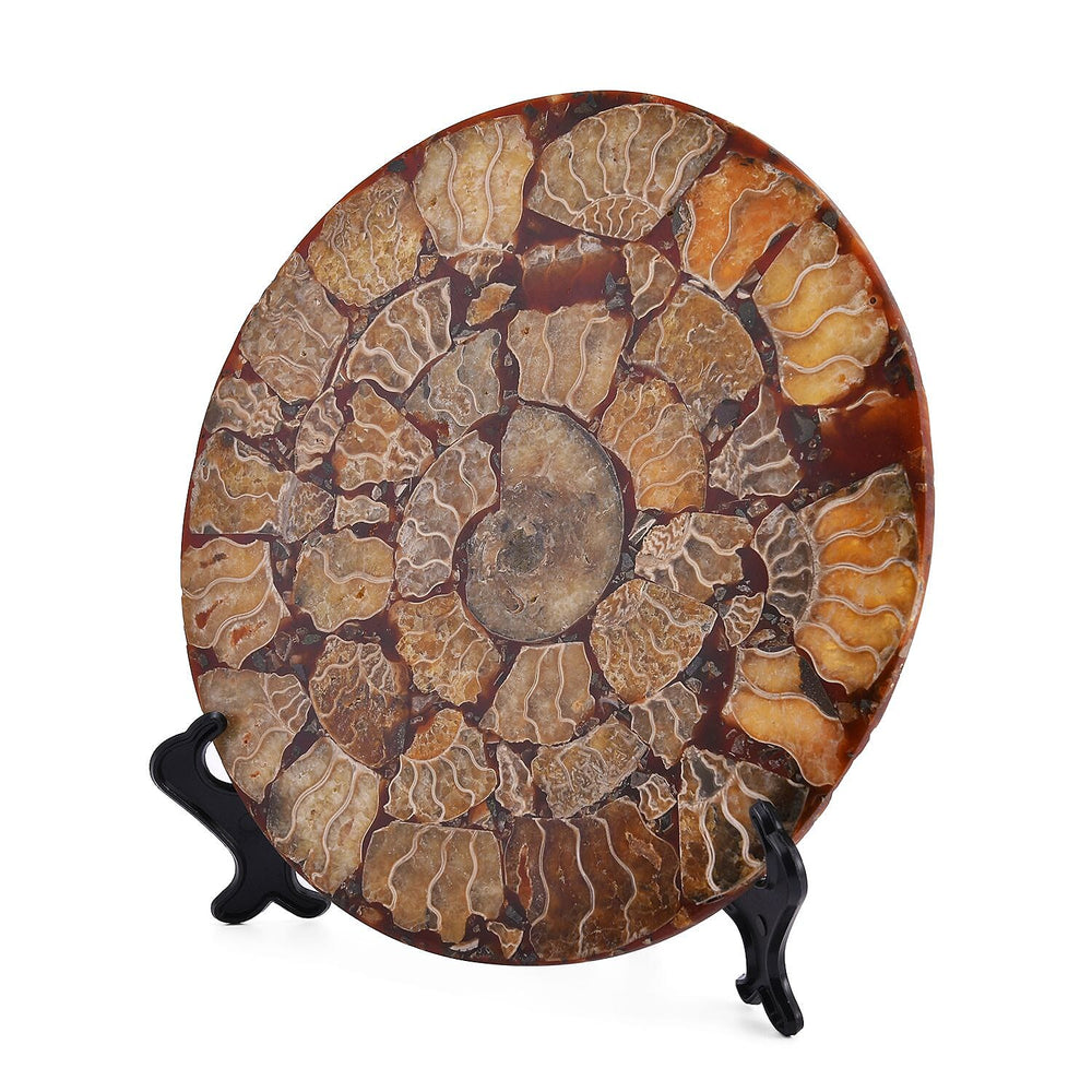 Limited Available - Natural Ammonite Fossil Shell Home Decor 4300ct