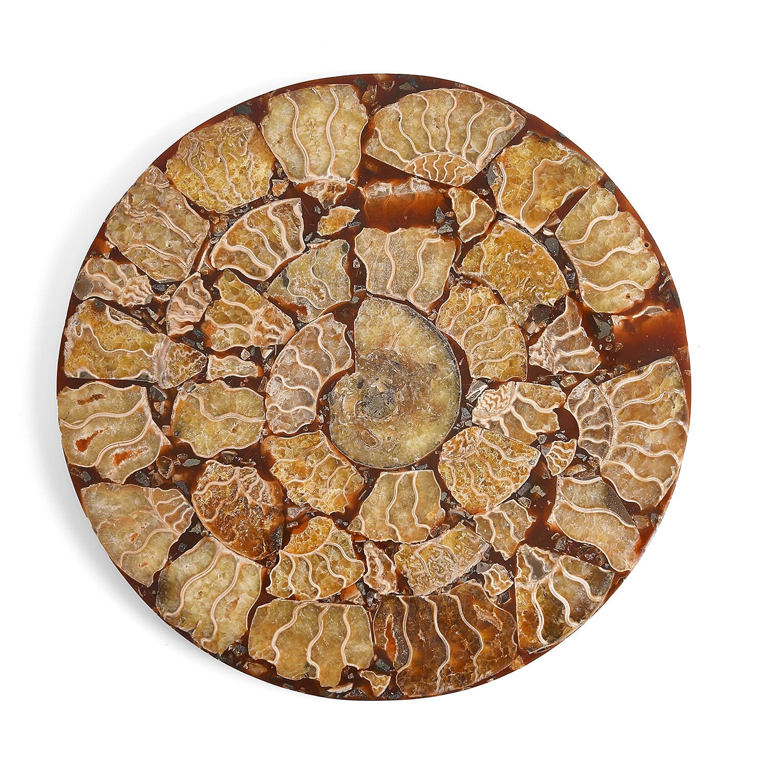 Limited Available - Natural Ammonite Fossil Shell Home Decor 4300ct