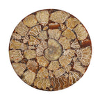 Limited - Natural Ammonite Fossil Home Decor With Stand and Presentation Box 4300 Ct