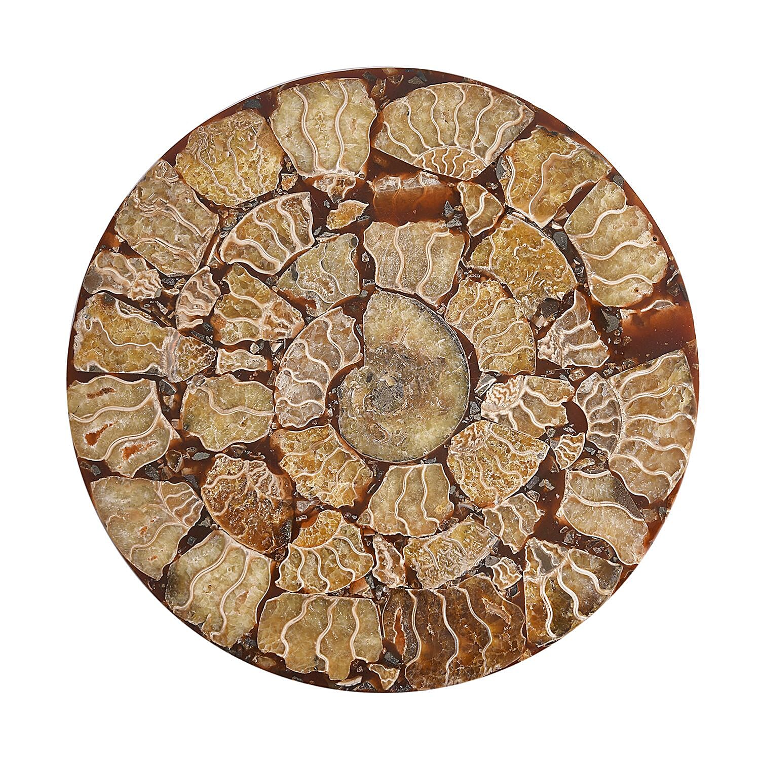 Limited - Natural Ammonite Fossil Home Decor With Stand and Presentation Box 4300 Ct