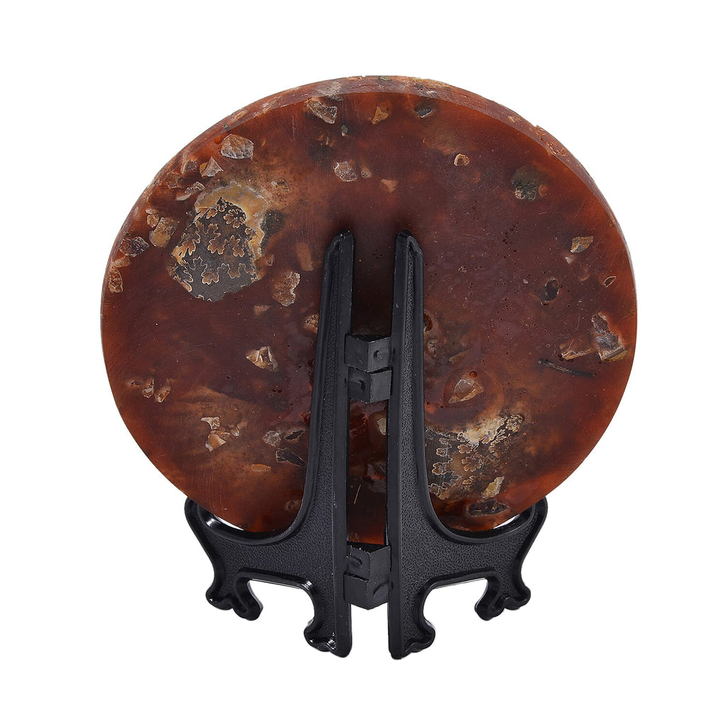 One of a Kind - Natural Ammonite Fossil Conch with Stand 945ct.