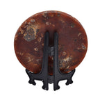 One of a Kind - Natural Ammonite Fossil Conch with Stand 945ct.