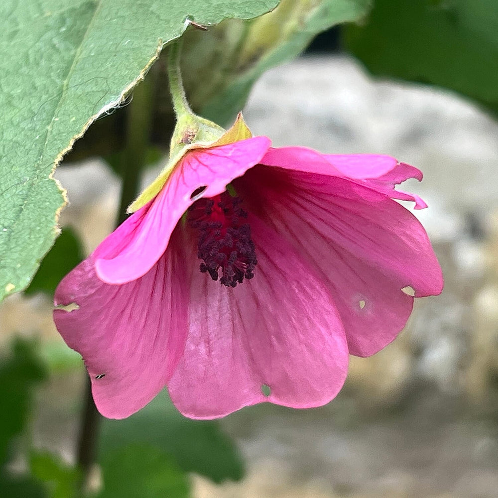 Your Ideal Aniisodontea el Rayo  9cm Pot x 1 - Multi