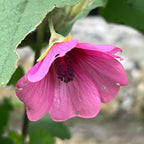Your Ideal Aniisodontea el Rayo  9cm Pot x 1 - Multi