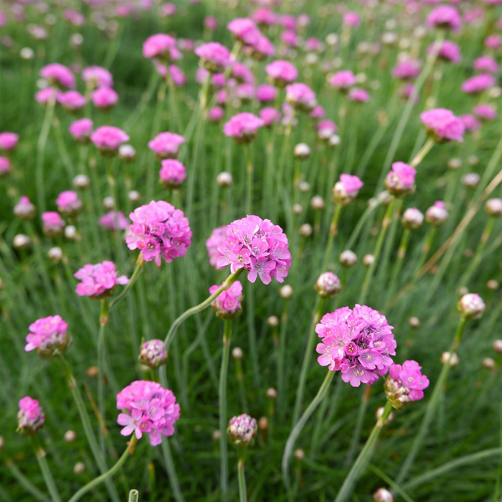 Your Ideal Armeria Splendens 9cm Pots x 3 - Multi Color