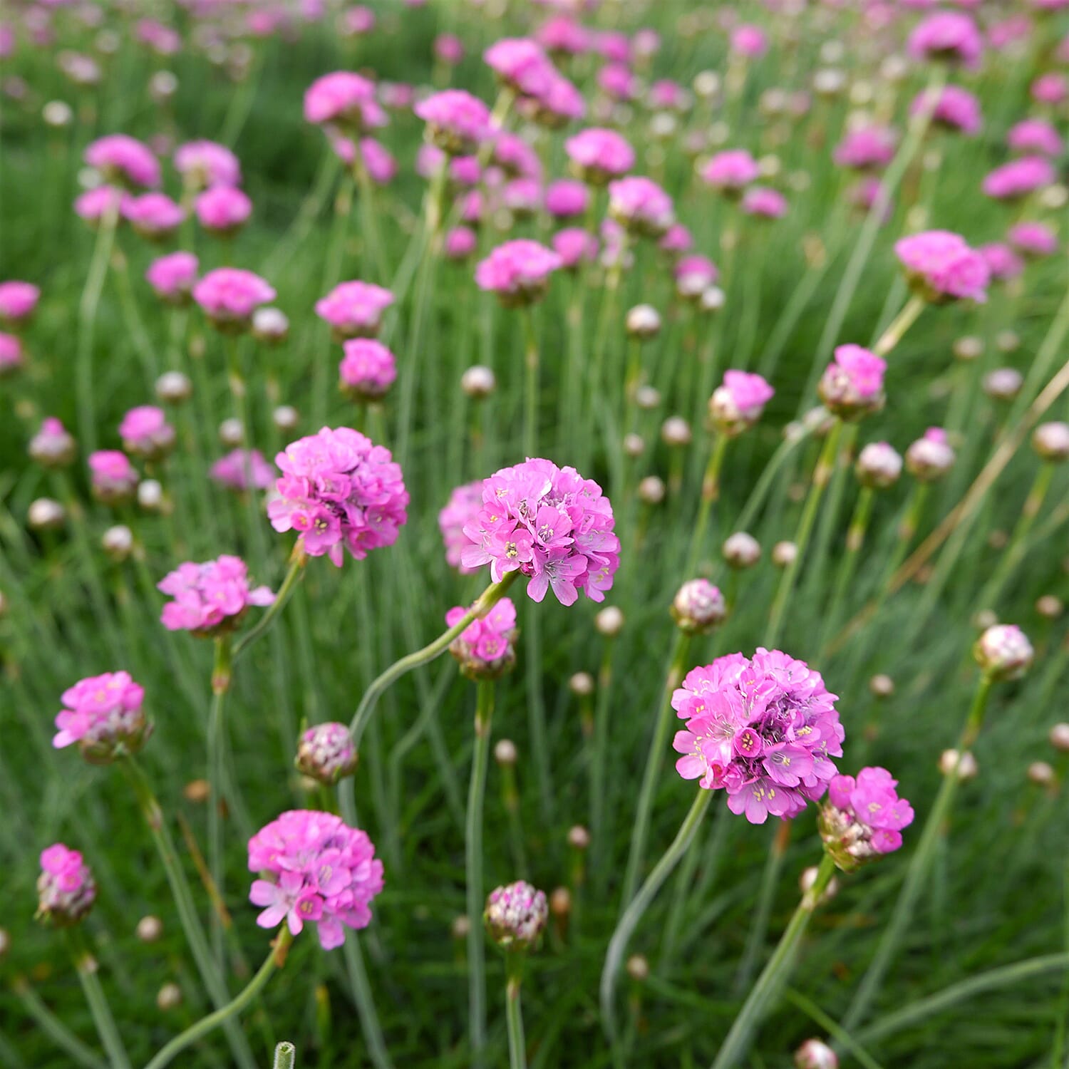 Your Ideal Armeria Splendens 9cm Pots x 3 - Multi Color