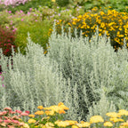Your Idea Artemisia Collection 3 x9cm Pot Yellow