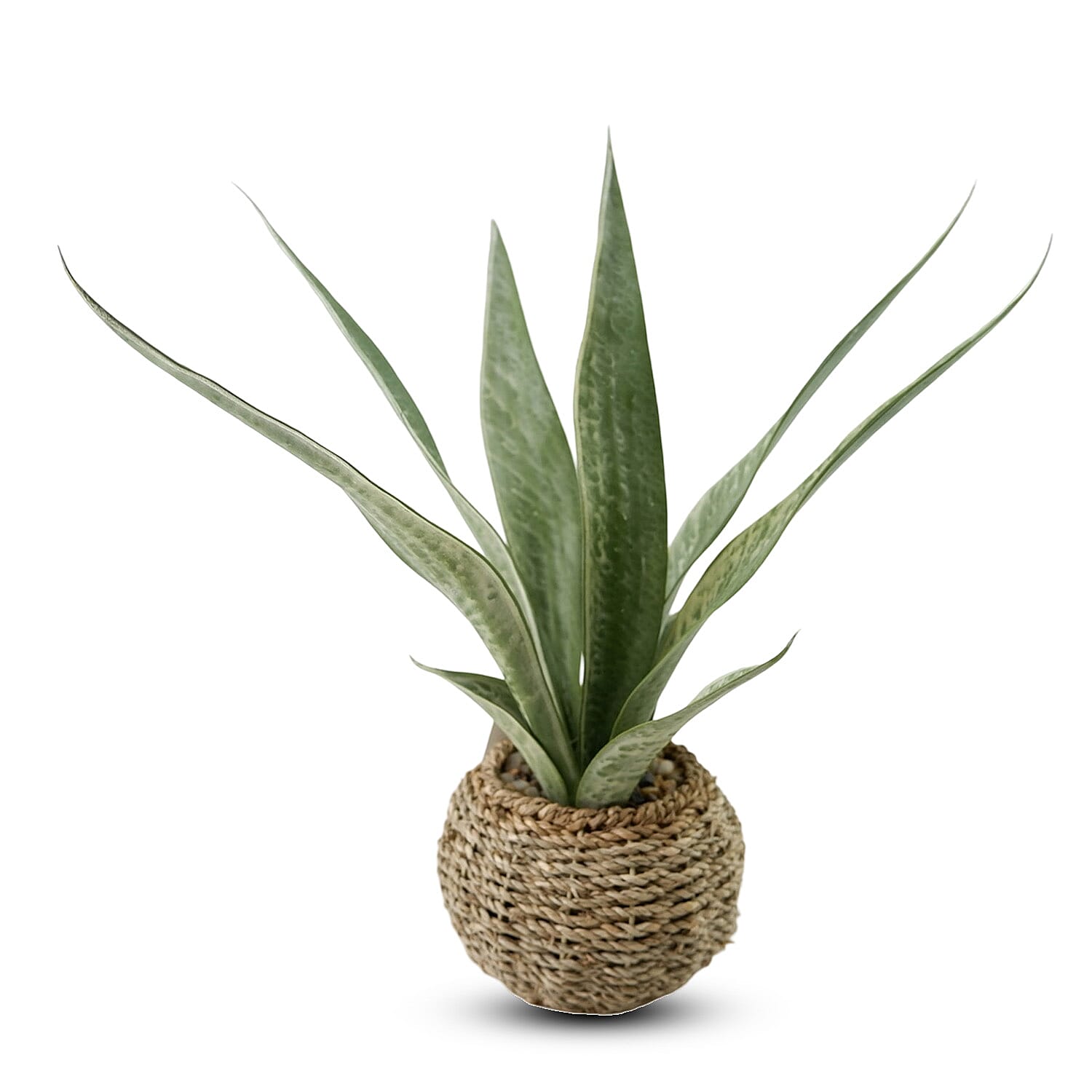 Aloe in Basket Artificial Flower One Size- Green