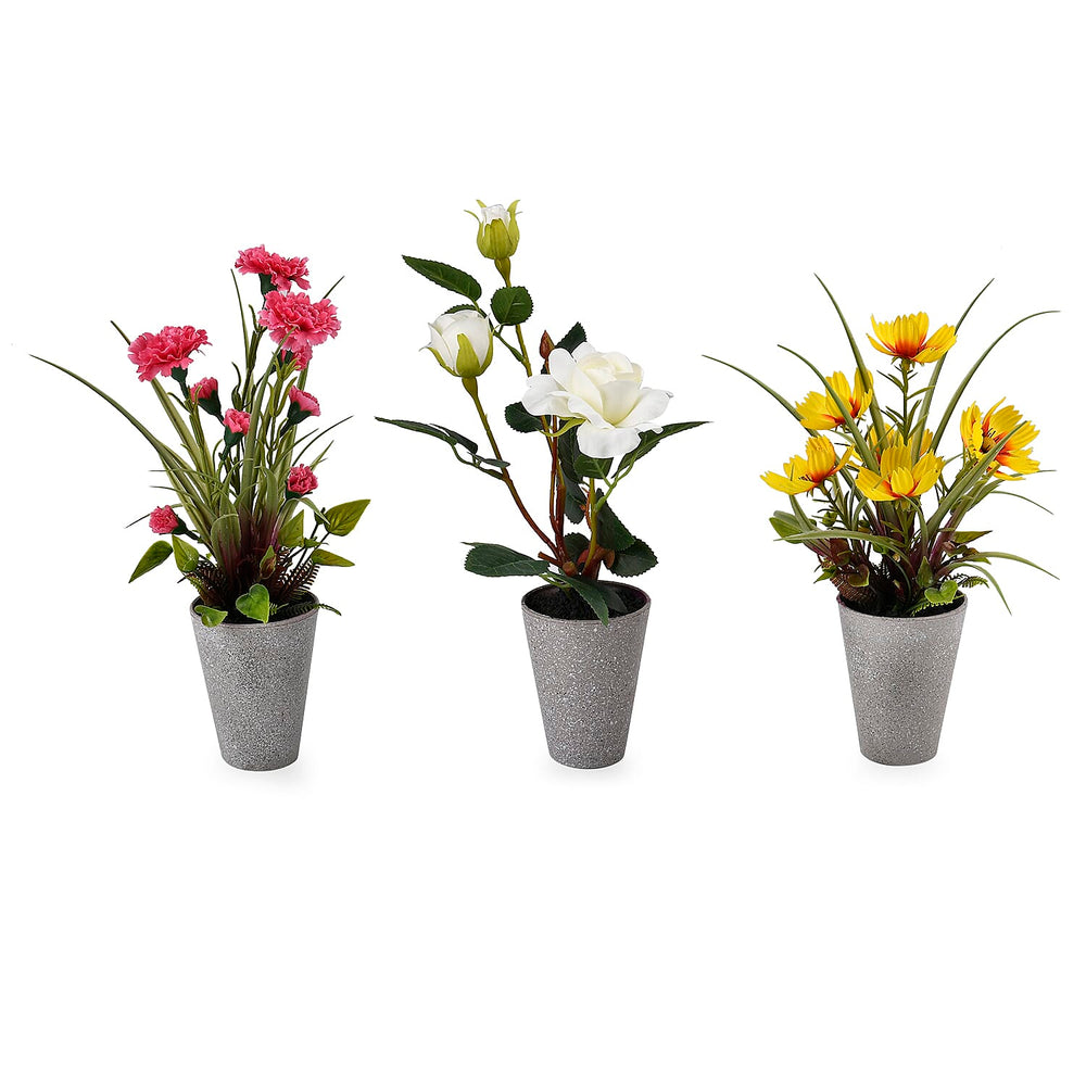 Set of 3 Potted Flower Plants - Carnation, White Rose & Orchids