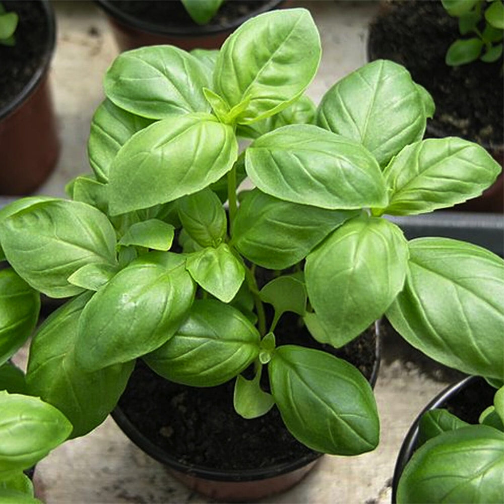 Basil Seed Ball Tube - Green
