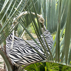 Bulaggi Collection - Zebra Hobo Shoulder Bag with Zipper Closure (Size 31x23x13 Cm) - Bone White