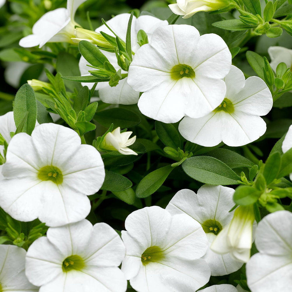 Your Ideal Calibrachoa Collection Young Plants x 9 - Multi