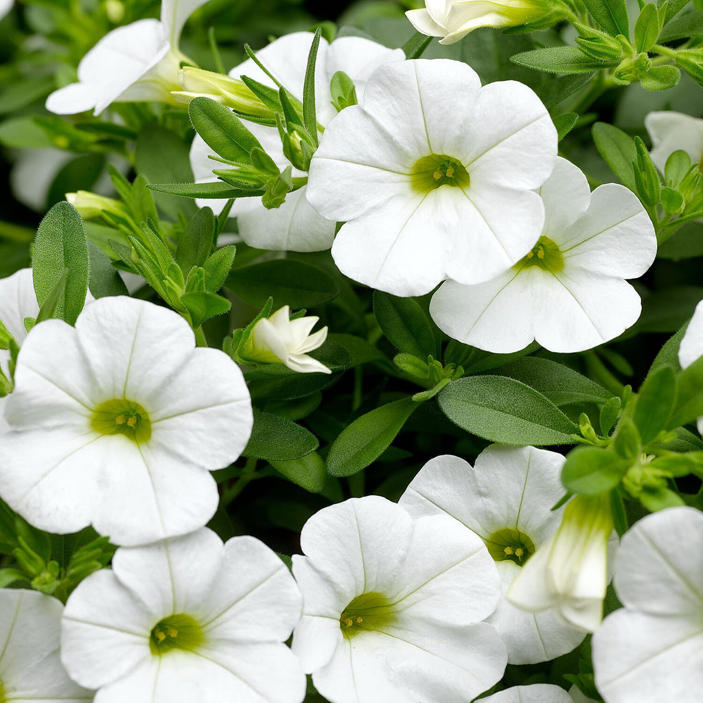 Your Ideal Calibrachoa Collection Young Plants x 9 - Multi