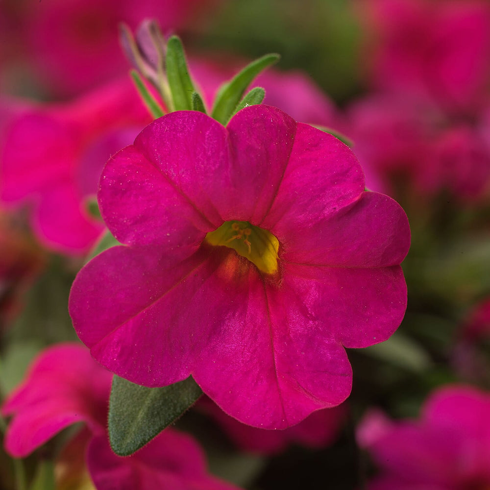 Your Ideal Calibrachoa Collection Young Plants x 9 - Multi
