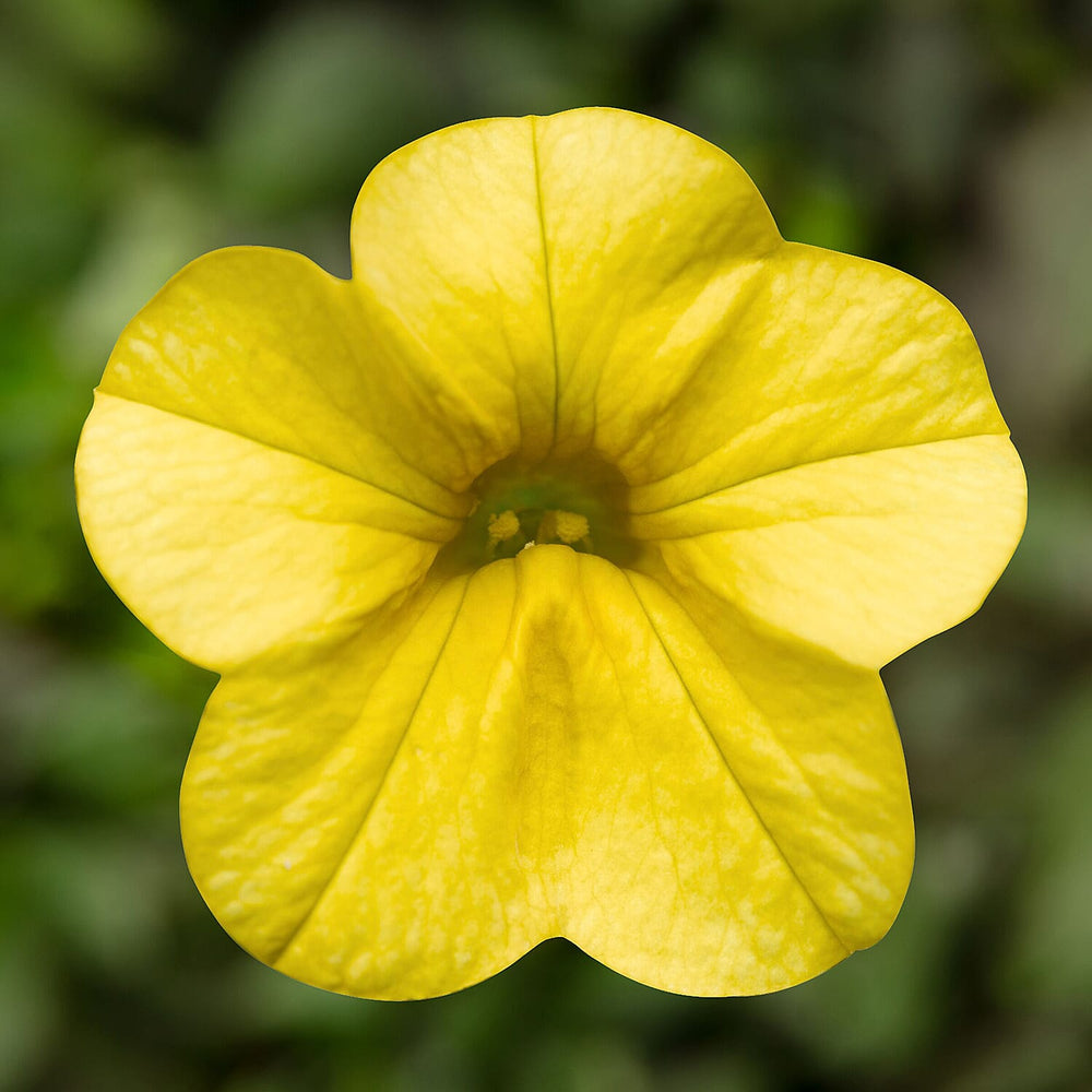 Your Ideal Calibrachoa Collection Young Plants x 9 - Multi
