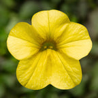 Your Ideal Calibrachoa Collection Young Plants x 9 - Multi