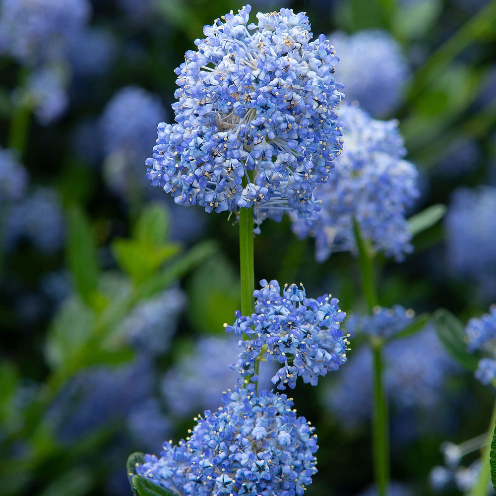 Your Ideal Ceanothus Victoria 9cm pots x 1 - Multi