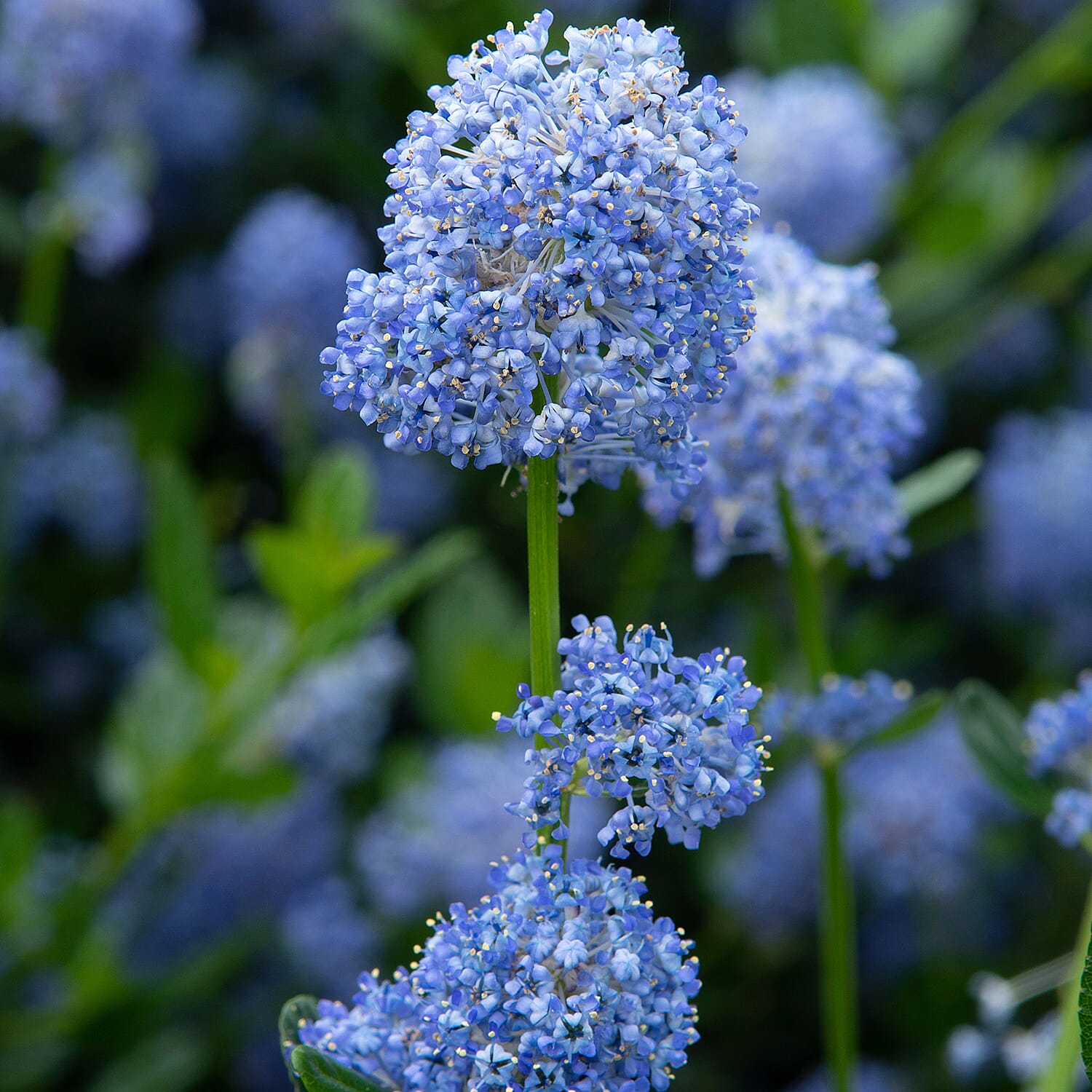 Your Ideal Ceanothus Victoria 9cm pots x 1 - Multi