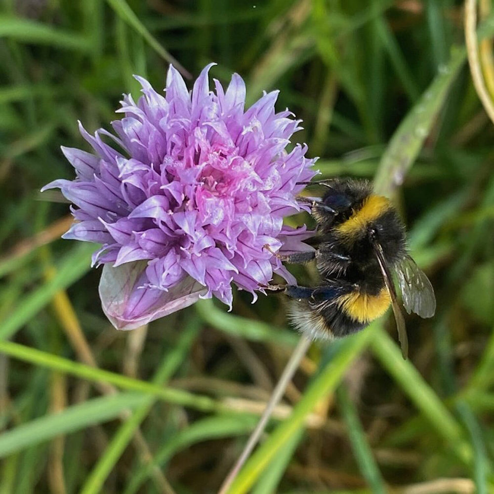Chive Seed Ball Tube - Purple