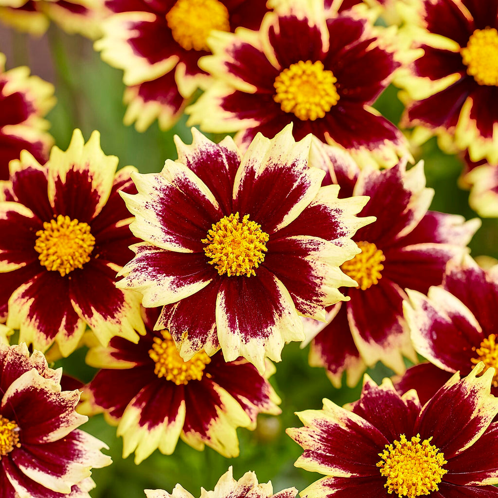 Your Ideal Coreopsis Collection  9cm Pots x 4 - Multi