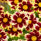 Your Ideal Coreopsis Collection  9cm Pots x 4 - Multi