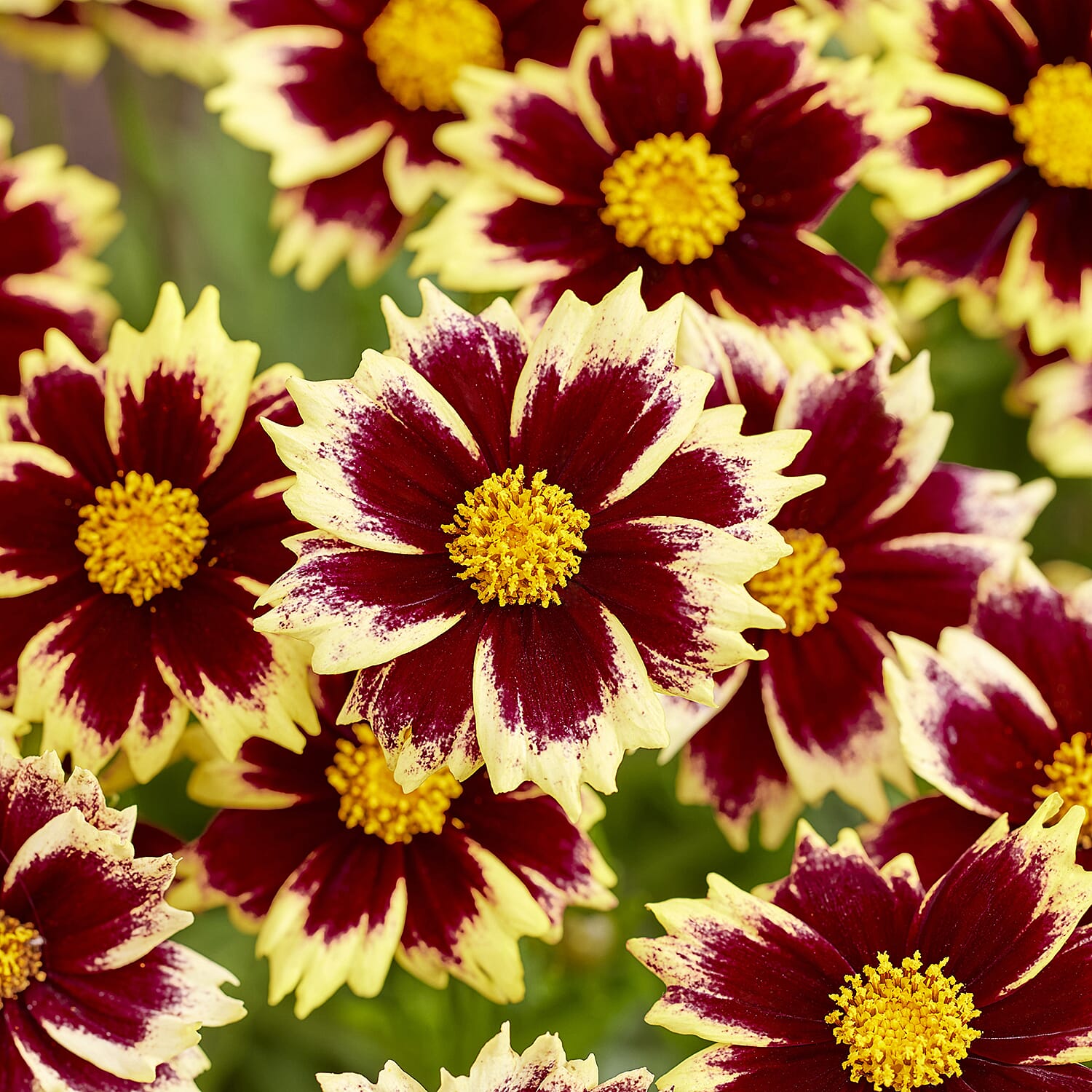 Your Ideal Coreopsis Collection  9cm Pots x 4 - Multi