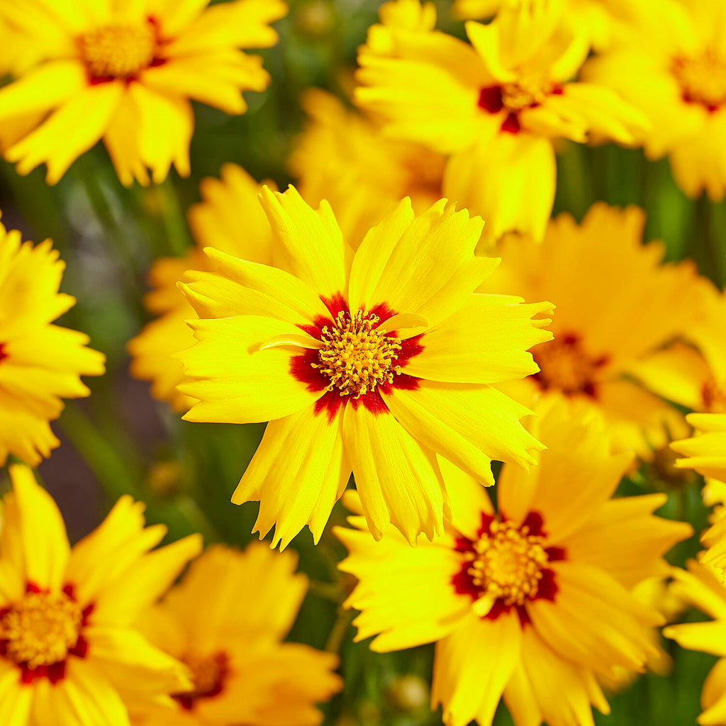 Your Ideal Coreopsis Collection  9cm Pots x 4 - Multi