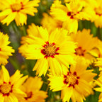 Your Ideal Coreopsis Collection  9cm Pots x 4 - Multi