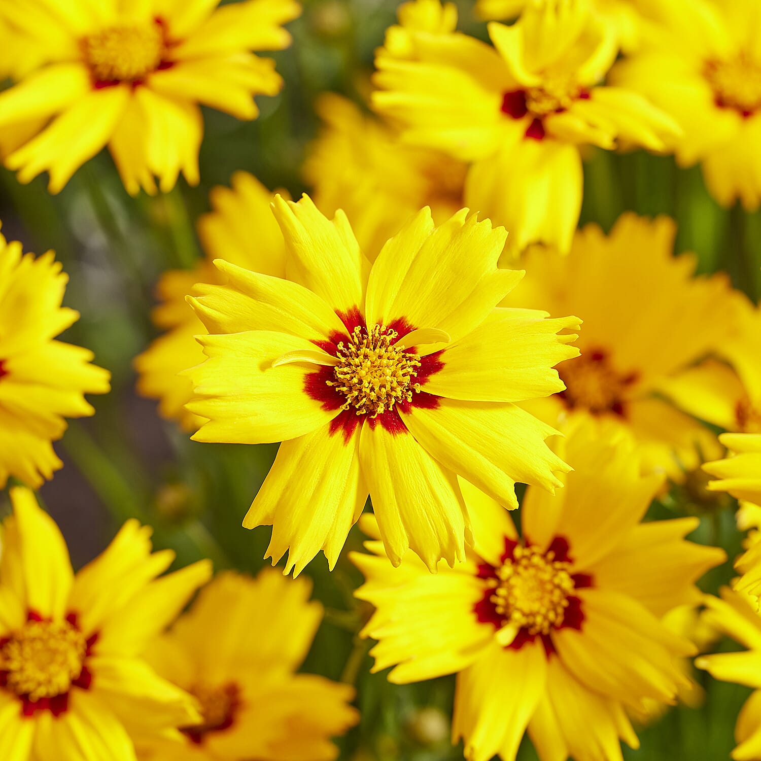Your Ideal Coreopsis Collection  9cm Pots x 4 - Multi