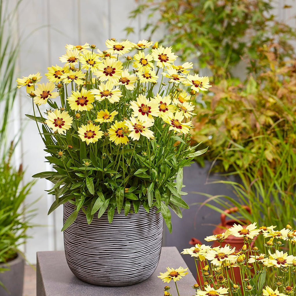 Your Ideal Coreopsis Collection  9cm Pots x 4 - Multi