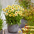 Your Ideal Coreopsis Collection  9cm Pots x 4 - Multi