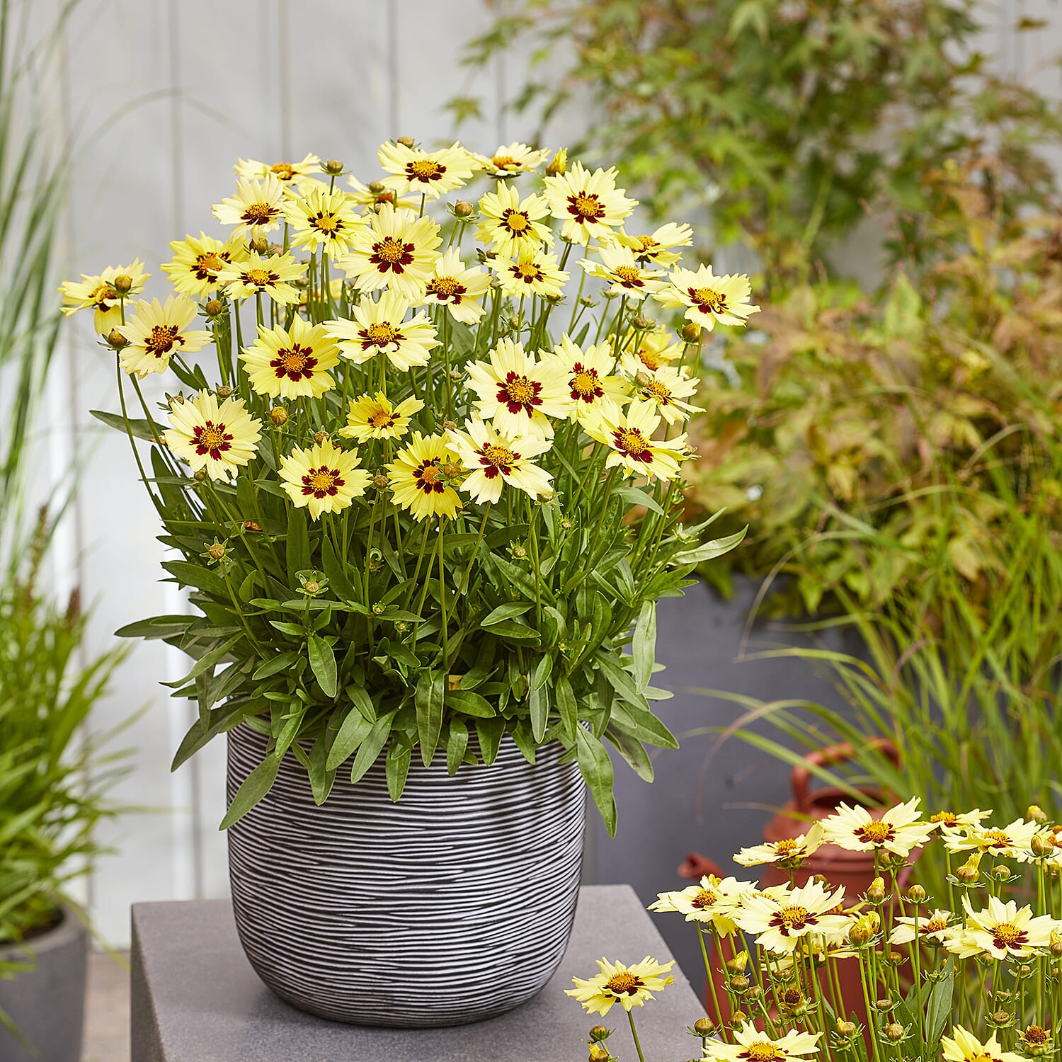 Your Ideal Coreopsis Collection  9cm Pots x 4 - Multi