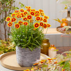 Your Ideal Coreopsis Collection  9cm Pots x 4 - Multi