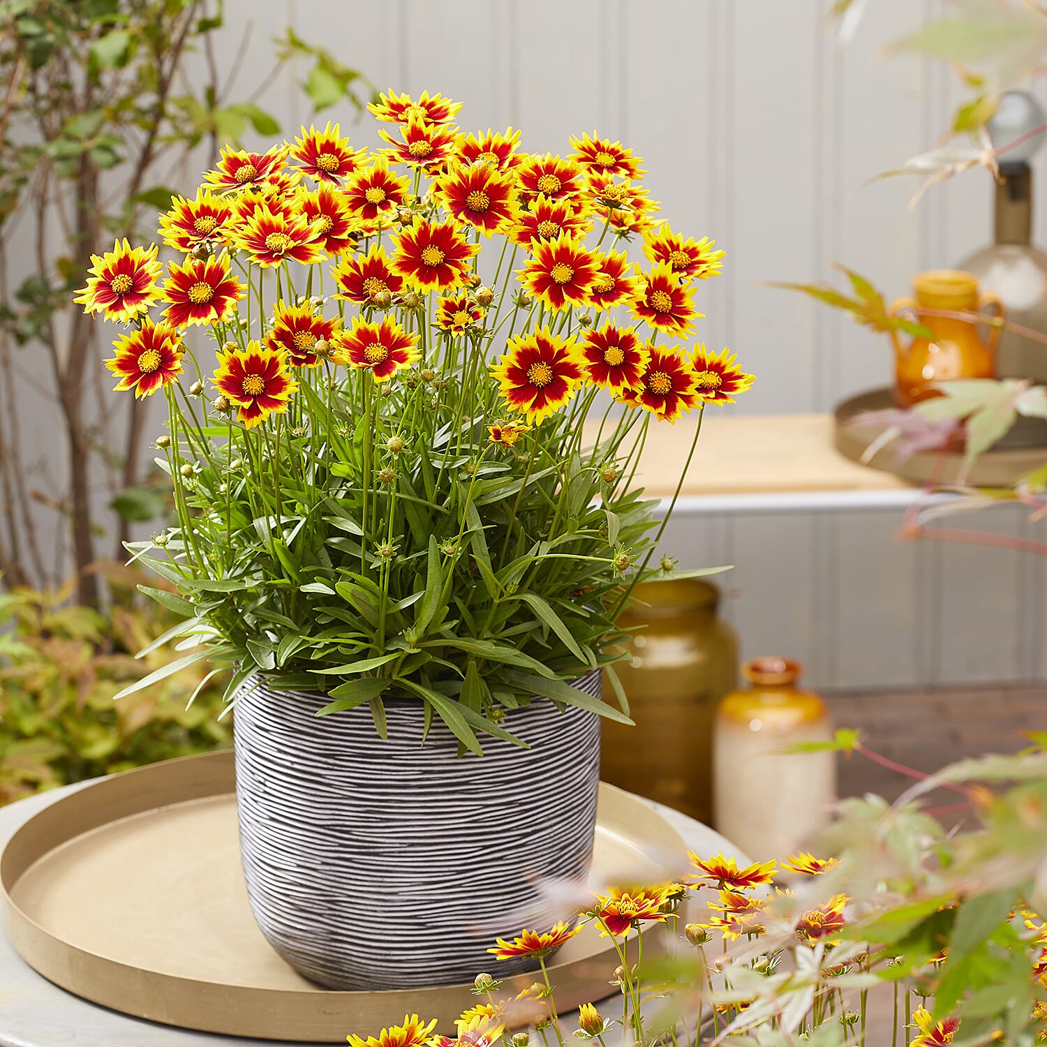 Your Ideal Coreopsis Collection  9cm Pots x 4 - Multi