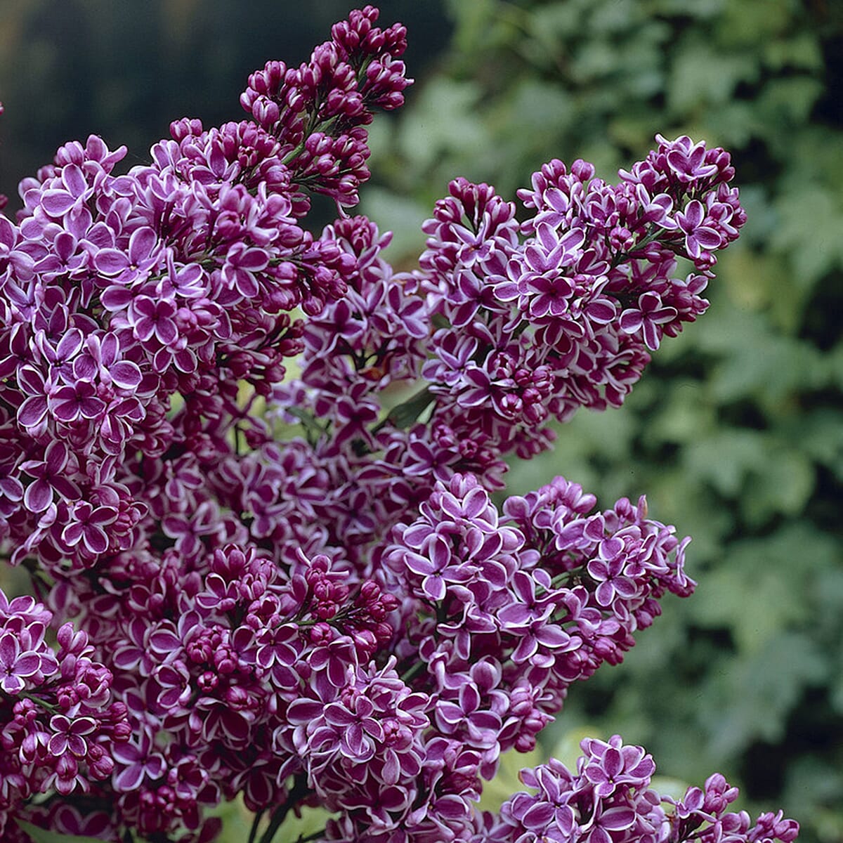 Fragrant French Lilac Collection in 9cm Pot x3