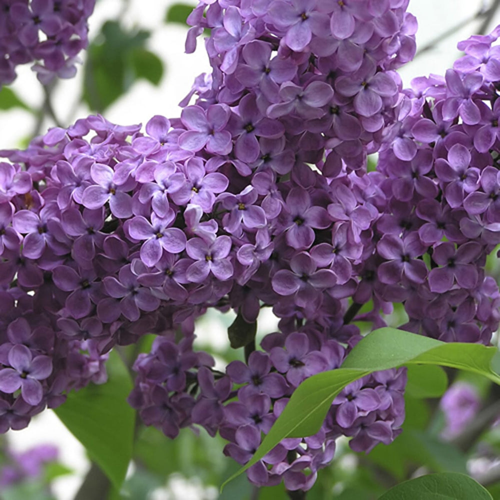 Fragrant French Lilac Collection in 9cm Pot x3
