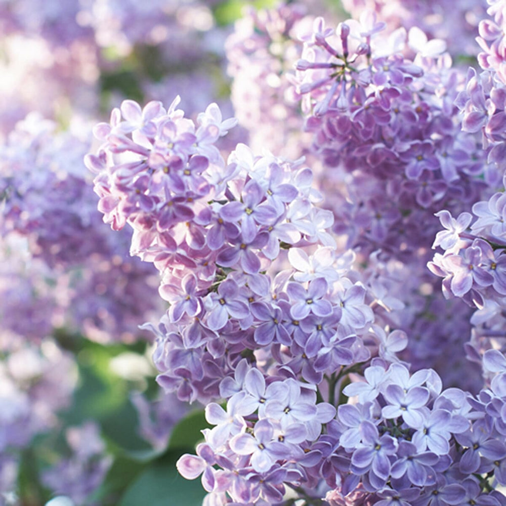 Fragrant French Lilac Collection in 9cm Pot x3