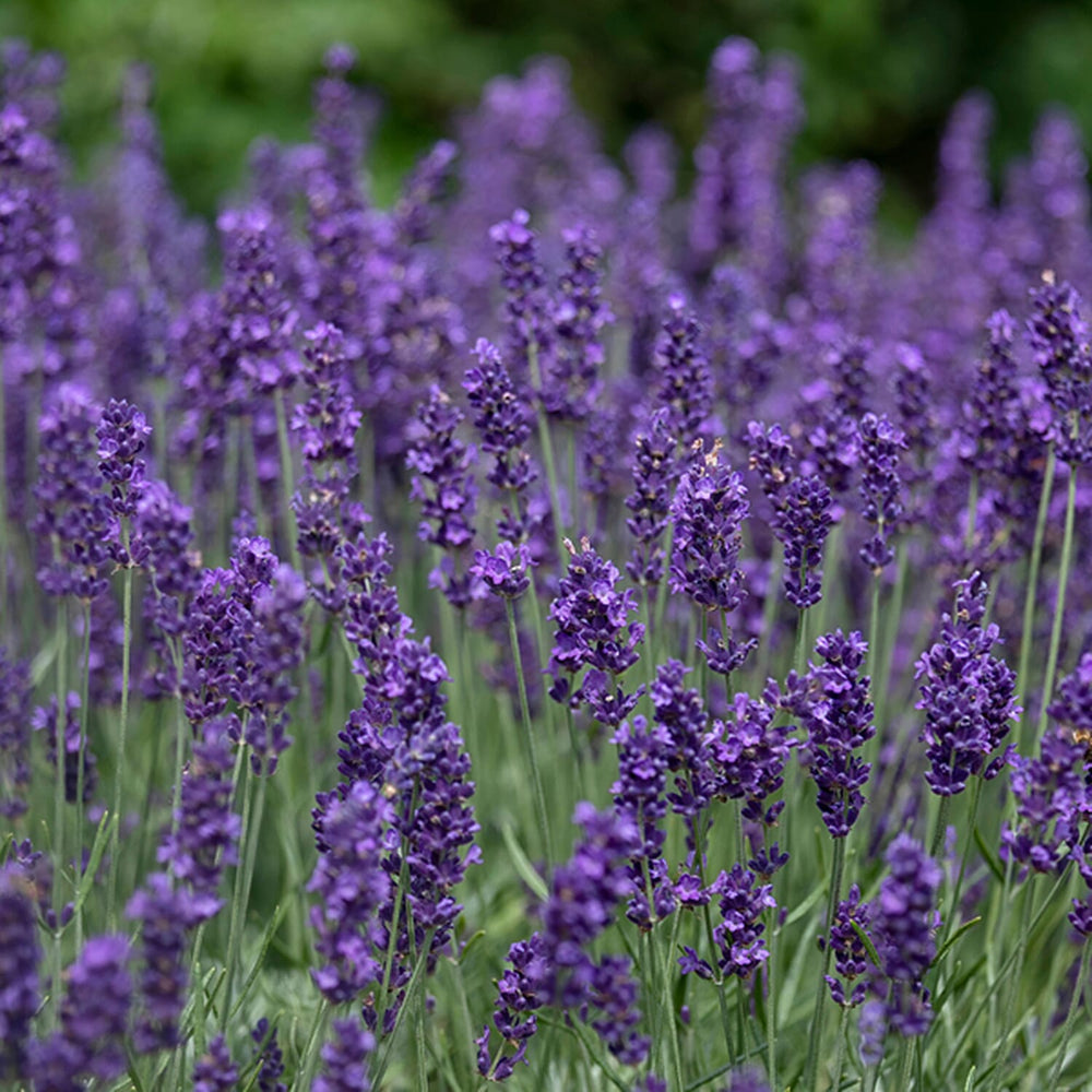 Your Ideal Lavender Hidcote Live Plants x 5