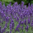 Your Ideal Lavender Hidcote Live Plants x 5